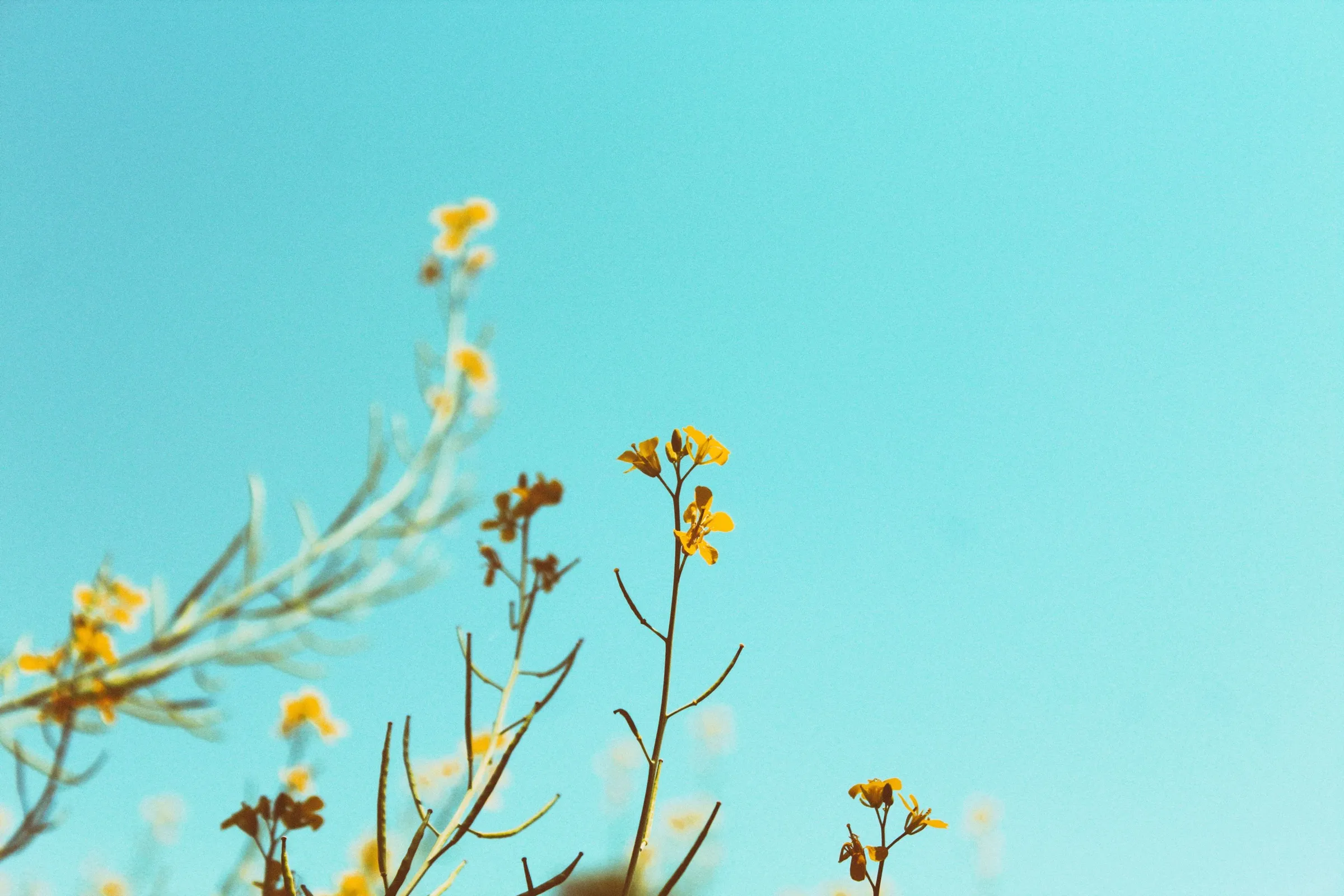 Yellow wildflowers reaching up against a clear blue sky