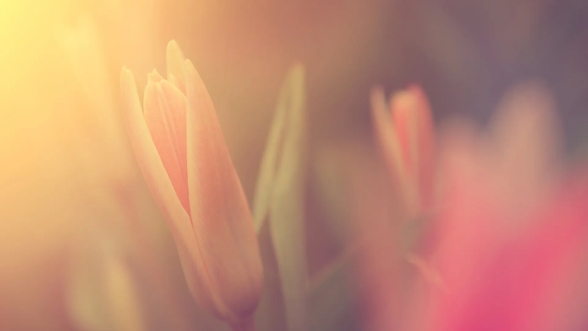 Soft-focus tulips in warm pinks and golds
