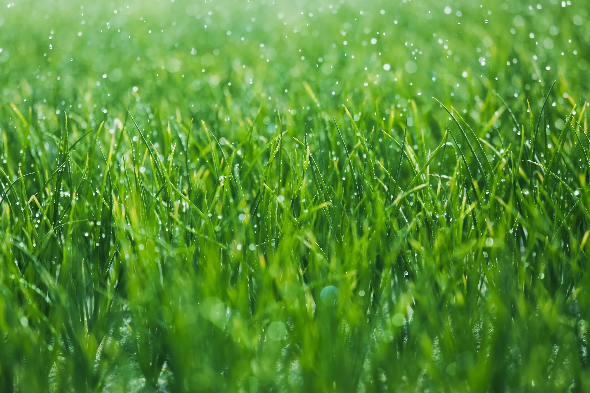 Fresh spring grass covered in morning dew